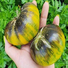 Taber Xanadu Green Goddess Domates Tohumu (15 Tohum)