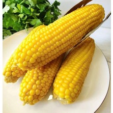 Taber Tatlı Iri Taneli Haşlamalık Süt Mısır Tohumu (25 Tohum)