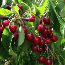 Taber 3 Yaş Aşılı Kiraz Fidanı Eşme, Torbada