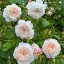 Taber Tüplü Katmerli Blush Yediveren Gül Fidanı