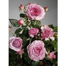 Taber Tüplü Aşılı Blue Orkan Yediveren Gül Fidanı