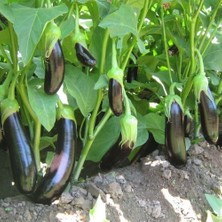 Taber 5'li Paket Aydın Siyahı Patlıcan Fidesi (Tüplü)