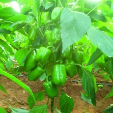 Taber Dik Dolmalık Biber Tohumu (20 Tohum)