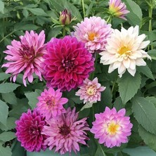 Taber Yıldız Çiçeği Tohumu (1 Paket)