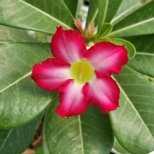 Taber Büyük Boy Arabic Adenium Çöl Gülü Çiçeği Fidanı (Çiçek Açma Yaşında)