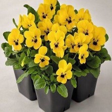 Taber Sarı Menekşe Tohumu (1 Paket)