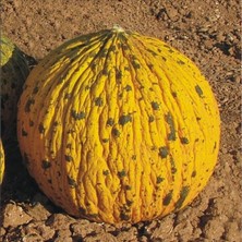 Taber Dalaman Kavun Tohumu (5 Gram)