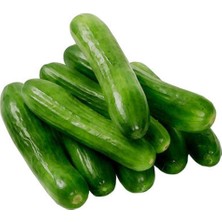 Taber Yerli Salatalık (Hıyar) Tohumu  5 gr Paket