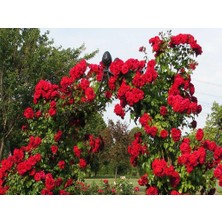 Taber Tüplü Kokulu Amadeus Kırmızı Sarmaşık Gül Fidanı