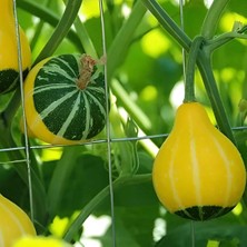 Taber Karışık Süs Kabağı Tohumu 1 Paket (10 Adet)