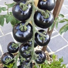 Taber Siyah Indigo Rose Domates Tohumu (15 Tohum)