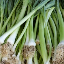 Taber Doğal Inegöl Pırasa Tohumu (2 Gram)