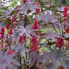 Taber Kene (Hint Yağı) Çiçeği Tohumu 1 Paket (5 Adet)