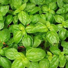 Taber Yeşil Reyhan Tohumu 1 Paket (100 Adet)