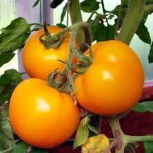 Taber Doğal Sunray Domates Tohumu (20 Tohum)