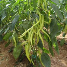 Taber 5 Adet Sarışın F1 Çorbacı Tatlı Sarı Biber Fidesi