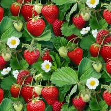 Taber Organik 1 Adet Tüplü Portala Çilek Fidesi