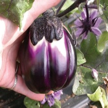 Taber Dev Prosperosa Patlıcan Tohumu (15 Tohum)