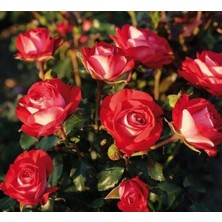 Taber Tüplü Aşılı Planten Un Blomen Kırmızı Beyaz Yediveren Gül Fidanı