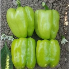 Taber Dolmalık Kandil Biber Tohumu (2 Gram)