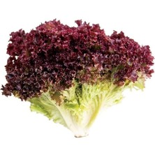 Taber Doğal Kırmızı Kıvırcık Marul Tohumu (100 Tohum)