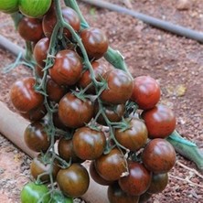 Taber Nadir Black Cherry Domates Tohumu (15 Tohum)