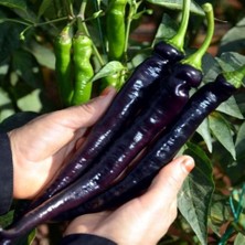 Taber Siyah Kapya Biber (Tatlı) Tohumu (15 Adet)