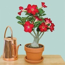 Taber Kırmızı Adenium Çöl Gülü Çiçeği Fidanı