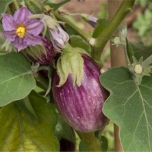 Taber Çizgili Calliope Patlıcan Tohumu(15 Tohum)