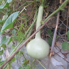 Taber Ince Uzun Sarı Süs (Su) Kabağı Tohumu (5 Tohum)