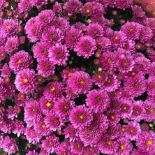 Taber Kasımpatı Çiçeği Tohumu 1 Paket (15 Adet)