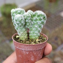 Taber Mammillaria Gracilis Kartopu Kaktüs 5.5 cm Saksıda