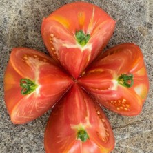 Taber Dev Olive Hill Domates Tohumu (15 tohum)