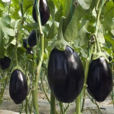 Taber 5'li Paket Tüplü Hibrit Topan Patlıcan Fidesi