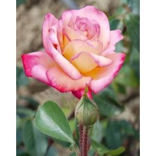 Taber Tüplü Aşılı Pembe Beyaz Liberty Bell Yediveren Kokulu Gül Fidanı