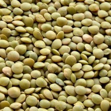 Taber Doğal Yeşil Mercimek Tohumu (20 Adet)