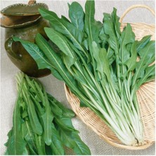 Taber Endive Catalogna Emerald Tohumu (100 Tohum)