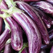 Taber Manisa Çizgili Patlıcan Tohumu (20 Tohum)