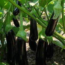 Taber Klasik Tüplü Patlıcan Fidesi (5'li Paket)