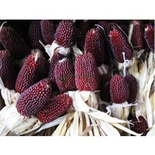 Taber Yerli Çilek Mısır (Strawberry Popcorn) Tohumu (15 Adet)