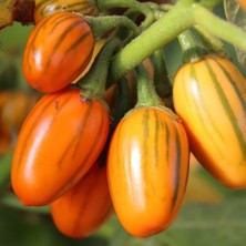 Taber Striped Tago Patlıcan Tohumu (15 Tohum)