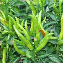 Taber Acı Beşparmak Yediveren Süs Biberi Tohumu (20 Tohum)