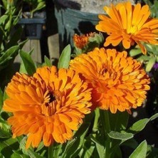 Taber Portakal Nergisi Çiçeği Tohumu (1 Paket)