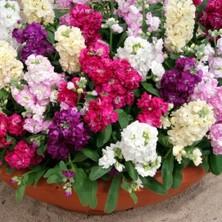 Taber Şebboy Çiçeği Karışık Renk Çiçek Tohumu 1 Paket (100 Adet)