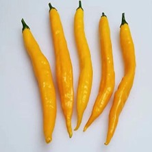 Taber Doğal Acı Aji Guyana Chile Biber Tohumu (15 Adet)