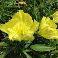 Taber Ezan Çiçeği Tohumu - Gece Mumu