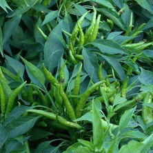 Taber Yukarı Bakan Cin Biber Tohumu 5 gr Paket