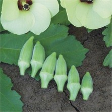Taber Doğal Kısa Saplı Japon Bamyası Tohumu (25 gram)