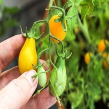 Taber Armut Görünümlü Yellow Pear Domates Tohumu (15 Tohum)