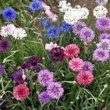 Taber Kontur Çiçeği Karışık Renk Çiçek Tohumu  1 Paket (50 Adet)